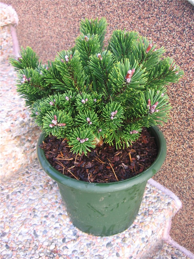 Pinus mugo Sherwood Compact